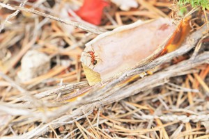 Formica frontalis ? en Andalousie, [Q/R] Les Iberoformica subrufa eaubonnaises