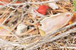 Formica frontalis ? en Andalousie, [Q/R] Les Iberoformica subrufa eaubonnaises
