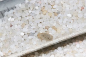 Le cocon, 5ème roue du carrosse, abandonné, délaissé, même quand on le pousse dans le tube..., **Fin**[Blog] Les Iberoformica subrufa eaubonnaises