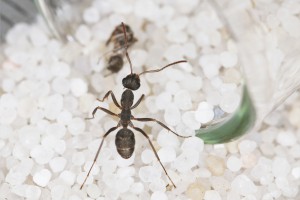 &quot;Qu'est-ce que j'en fais moi ?&quot;, **Fin**[Blog] Les Iberoformica subrufa eaubonnaises