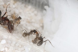 Enfin à la maison... pour mieux être bouffé O_o, **Fin**[Blog] Les Iberoformica subrufa eaubonnaises