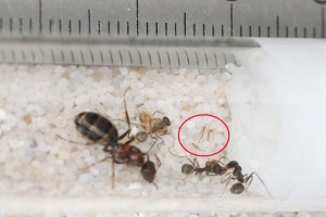 &quot;N'aura plus besoins de ses pattes de toute façon !&quot; :'(, **Fin**[Blog] Les Iberoformica subrufa eaubonnaises