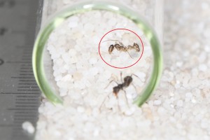 Et finalement balancé à l'entrée comme un déchet bien utile pour boucher le passage, **Fin**[Blog] Les Iberoformica subrufa eaubonnaises