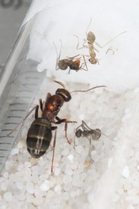 Pendant ce temps, toutes les nymphes sont devenues ouvrières, **Fin**[Blog] Les Iberoformica subrufa eaubonnaises