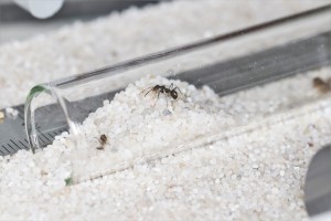 Et l'ainée des 4 sœurs gardant fièrement l'entrée sur son monticule de sable !, **Fin**[Blog] Les Iberoformica subrufa eaubonnaises