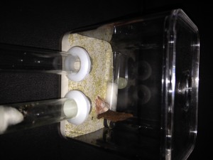 Adf finie, Fabrication des petites adf du commerce