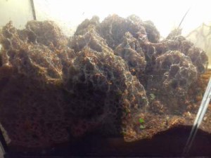 zone de nidifications, [Blog] Ma colonie d'Atta Cephalotes