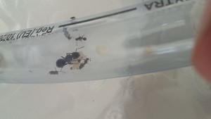 Deux tâches de liquide (et un bout de doigt), Liquide jaunâtre - Camponotus lateralis