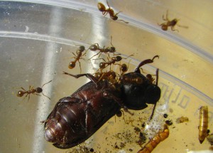 ténébrion, [Blog] Les Myrmica rubra de Damian