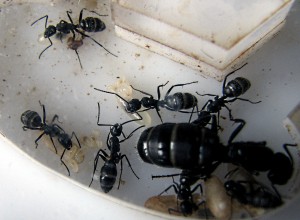 Vagus, Les colonies de Damian