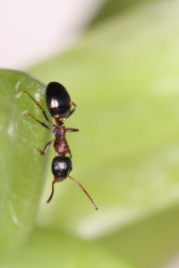 Dolichoderus quadripunctatus sur succulente, Liste du matériel photographique utilisé, par membre du forum