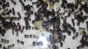 La princesse avec ses ailes déchirées, [Blog] Messor barbarus d'Ant51