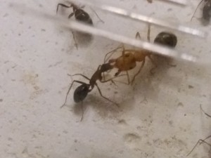 Trophallaxie, **Fin**[Blog] Camponotus barbaricus d'Harpeg