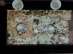 Nid 3 Messor barbarus (adc), [Blog] Messor barbarus d'Harpeg