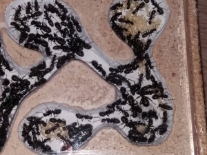 Partie ducouvain des Camponotus vagus, **Fin** [Blog] Camponotus vagus d'Harpeg