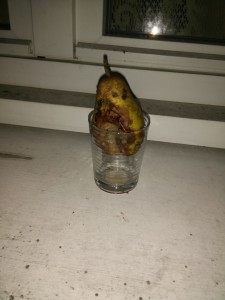 Poire posé dans un verre, pour la tenir droite., Piege actif à moucherons