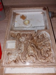 Nid des Lasius flavus, [Blog] Lasius flavus d'Harpeg