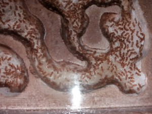 Couvain des Lasius flavus, [Blog] Lasius flavus d'Harpeg