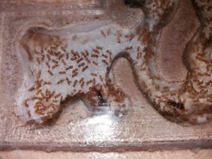 Gynes et couvain Lasius flavus, [Blog] Lasius flavus d'Harpeg