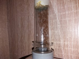 Tube d'eau sucrée (sale comme toujours...), [Blog] Lasius flavus d'Harpeg