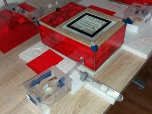 Nid des Camponotus cruentatus, [Blog] Camponotus cruentatus d'Harpeg