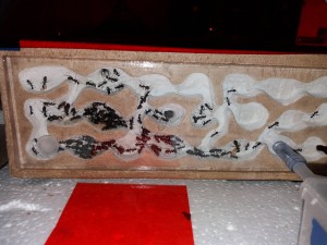 Nid des Camponotus cruentatus (face gauche), [Blog] Camponotus cruentatus d'Harpeg