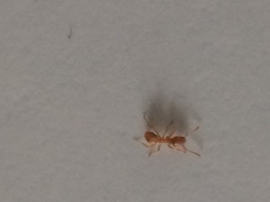 Jolie petite ouvrière., [Lasius sp. jaune] Identification d'ouvrière possible ?
