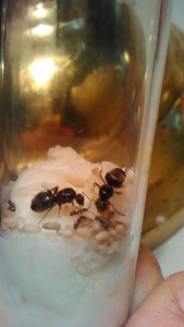 Les deux gynes et leur couvain, [Lasius sp.] Demande d'identification