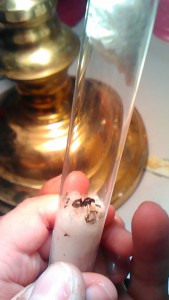 La gyne seule et son couvain, [Lasius sp.] Demande d'identification