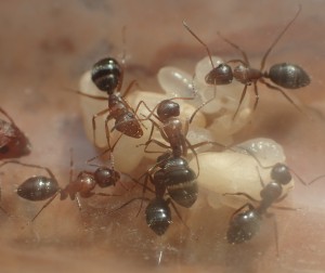 C. robecchii, [Blog] Camponotus (Myrmentoma) robecchii (Emery, 1892)