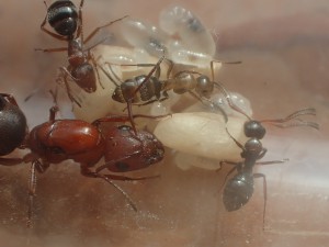 C. robecchii, [Blog] Camponotus (Myrmentoma) robecchii (Emery, 1892)