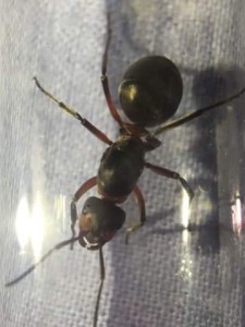 Vue d'ensemble, [Formica sensu stricto] Fourmis récoltée dans la nature