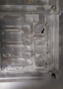 Fourmilière 1, Lasius niger [problème : fourmis en train de mourir]