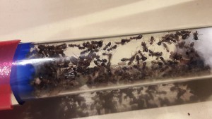 Tube Lasius.sp, Lasius niger [problème : fourmis en train de mourir]