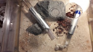 Fondation en ADC, Lasius niger [problème : fourmis en train de mourir]