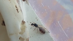 Encore ailée (elle les a retiré), [Diplorhoptrum fugax] Gynes qui prennent un bain