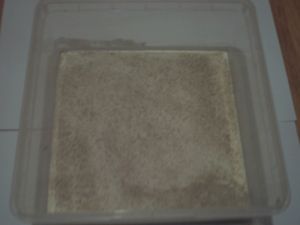 Une ADC banale ==&gt; Plâtre + Sable, Nid en BC rouge pour Myrmica rubra