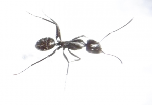 Camponotus vagus, Les fourmis de la forêt de Fontainebleau (77)