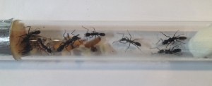 Fondation polygyne Neoponera verenae, pléométrose chez Neoponera cf verenae