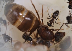 Physiogastrie de ma gyne Lasius., [Blog] Lasius emarginatus de la côte d'Azur