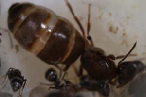 Physiogastrie de la Lasius, [Blog] Lasius emarginatus de la côte d'Azur