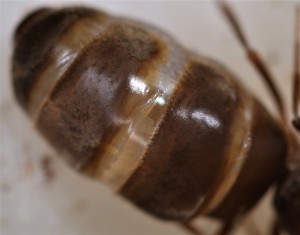 Zoom sur le gastre, seraient-ce des œufs que l'on voit par transparence ?, [Blog] Lasius emarginatus de la côte d'Azur