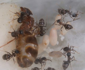 Coloration ouvrières Lasius emarginatus, [Blog] Lasius emarginatus de la côte d'Azur