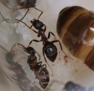 Ouvrières Lasius emarginatus, [Blog] Lasius emarginatus de la côte d'Azur