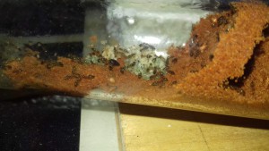 La reine et son couvain, [Blog] Crematogaster biroi