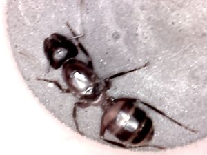 [Blog] Camponotus Ligniperdus, Gyne.jpg