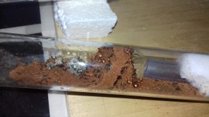 The wall, [Blog] Crematogaster biroi