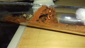 Et la petite grotte, [Blog] Crematogaster biroi