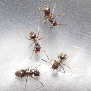 Lasius sp. niger, Suivi de mes premiers pas