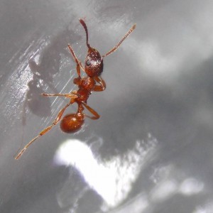 Myrmica rubra, Suivi de mes premiers pas